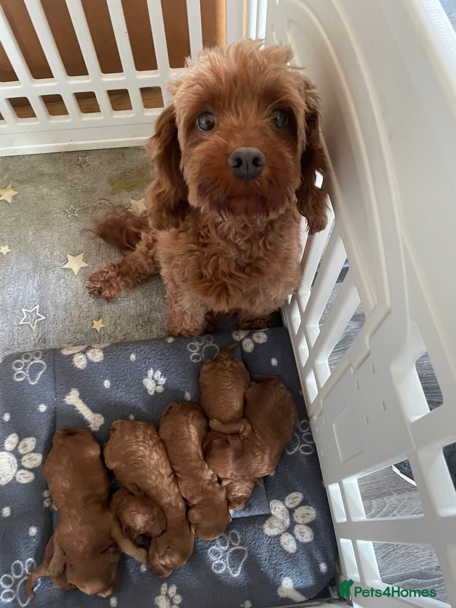 Cavapoo dogs Beautiful cavapoo pups  - Advert 3