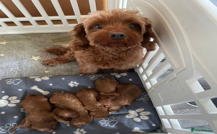 Cavapoo dogs Beautiful cavapoo pups  - Advert 4