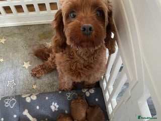 Cavapoo dogs for sale: Beautiful cavapoo pups - Advert 1