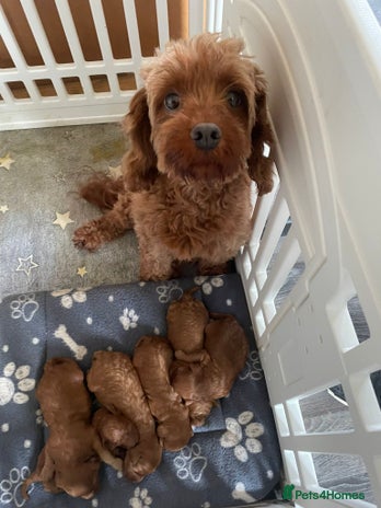 Cavapoo dogs Beautiful cavapoo pups - Advert 1