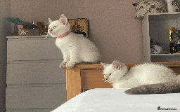 Ragdoll cats for sale: RAGDOLL x BSH KITTENS - Image 6