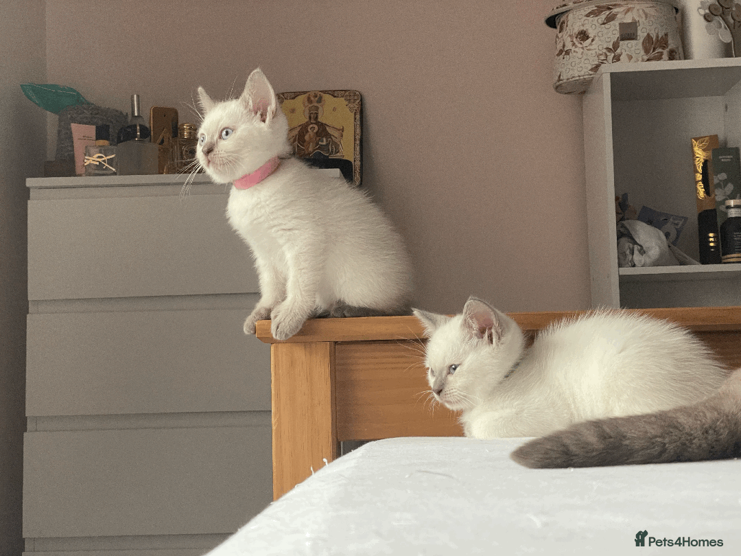 Ragdoll cats for sale: RAGDOLL x BSH KITTENS - Image 6