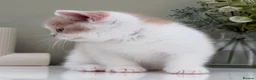 British Shorthair cats for sale: Stunning British Shorthair kittens  - Advert 8