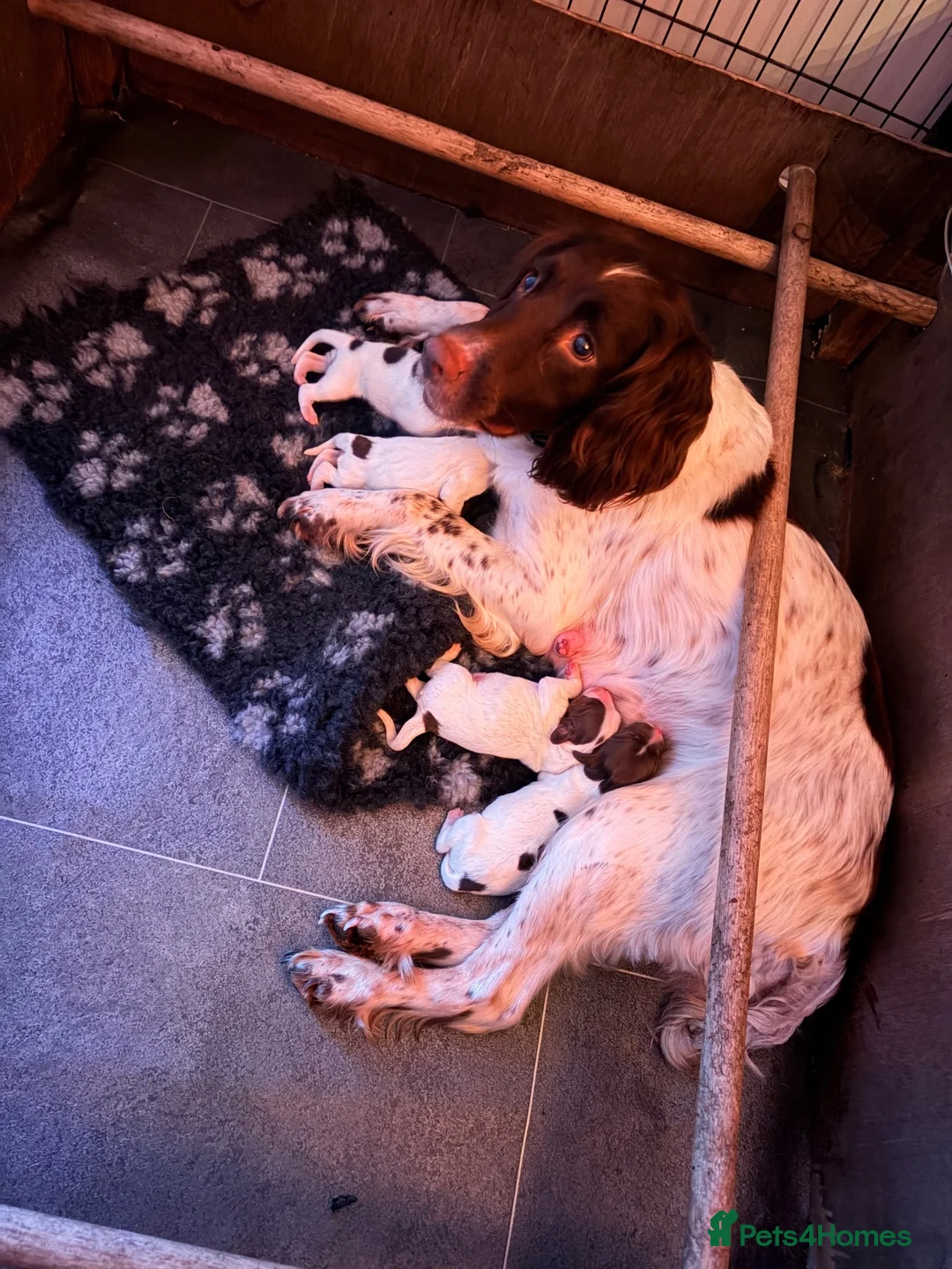 English Springer Spaniel dogs for sale: KC Working Springer Pups – FTCh Rytex Ringo in Warwick - Advert 2