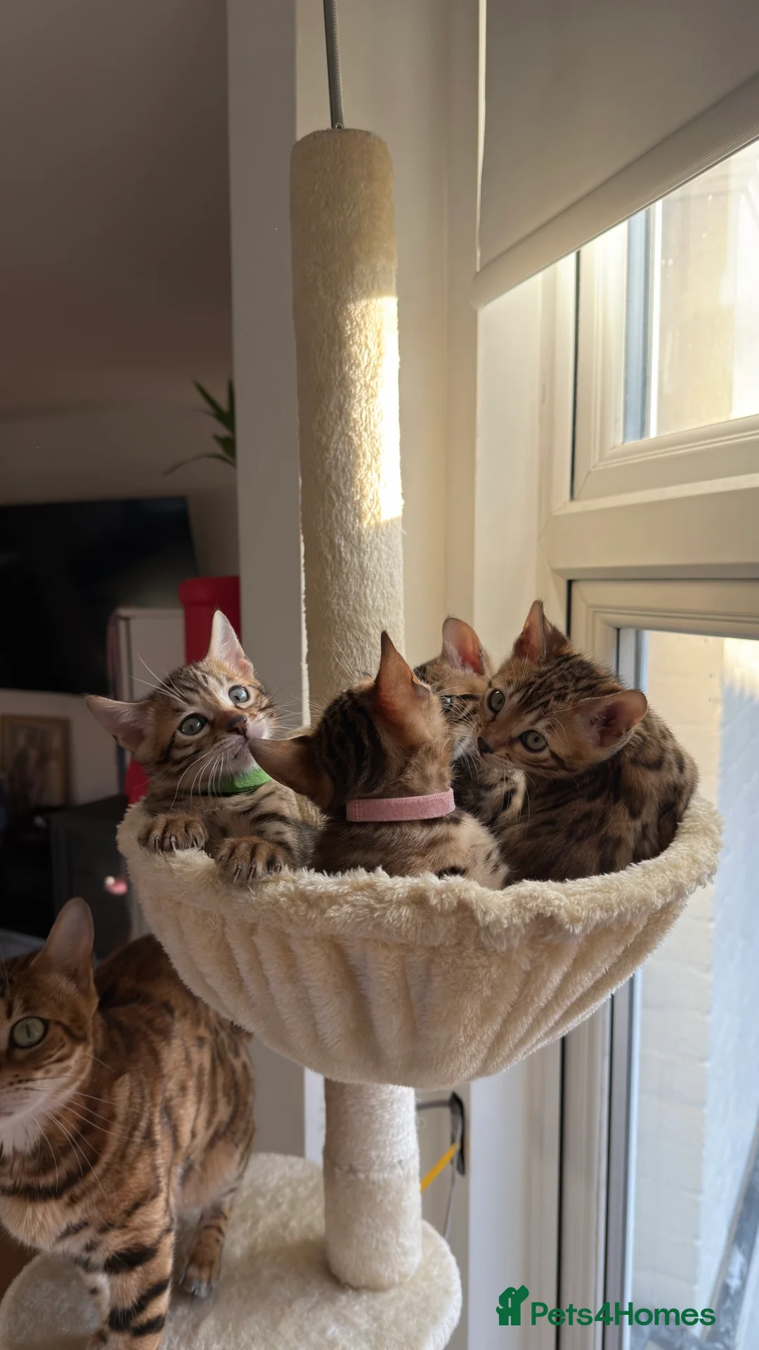 Bengal cats for sale: Adorable Bengal kittens TICA registered, pedigree - Advert 5