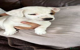Jack Russell dogs for sale: Ready to leave beautiful female Jack Russel  - Image 2
