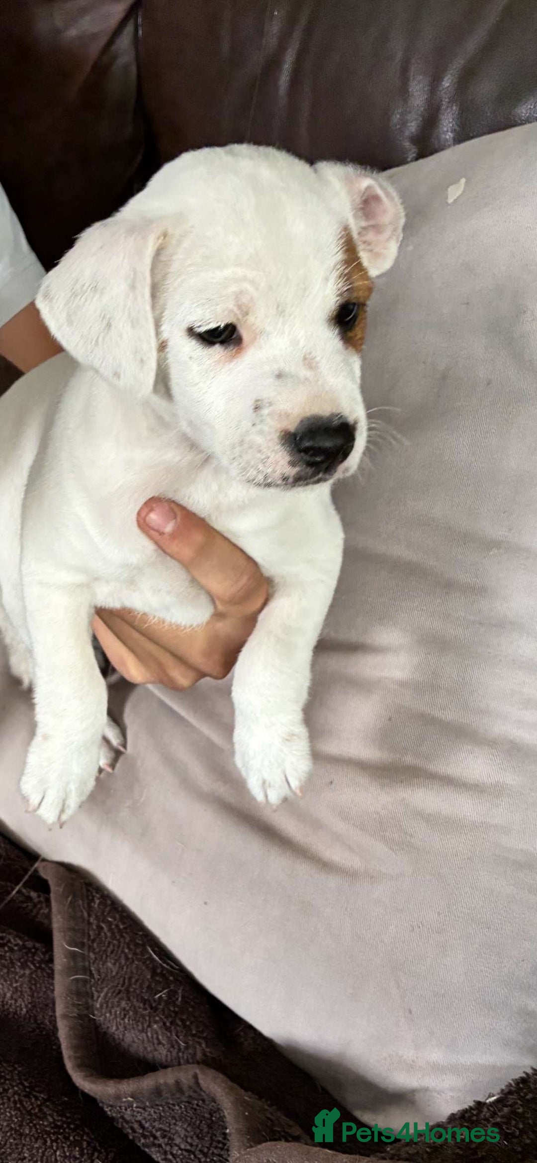 Jack Russell dogs for sale: Ready to leave beautiful female Jack Russel  - Image 2