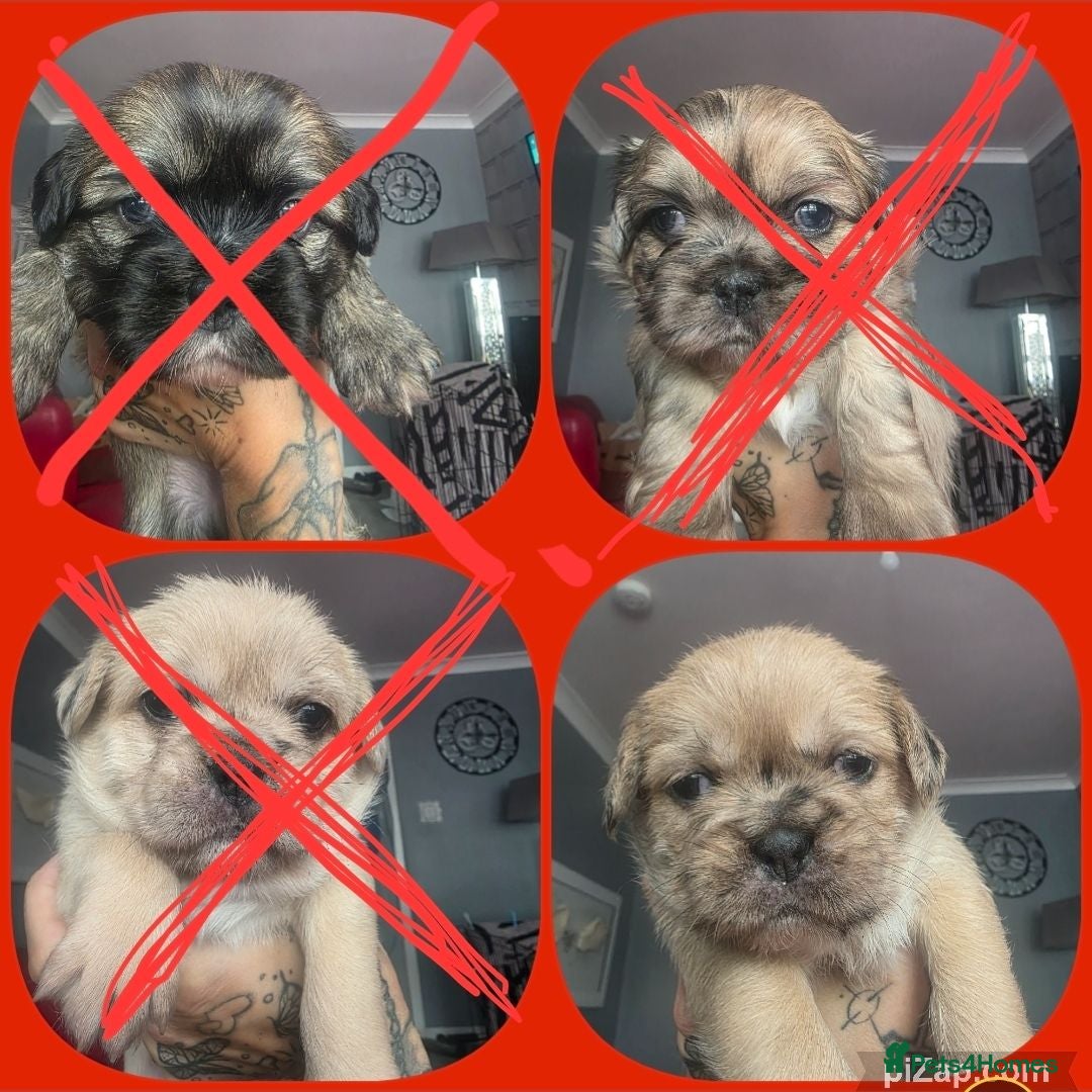 Mixed Breed dogs FrenchBull Tzu. 8 weeks old 1 girls left ready now - Advert 7