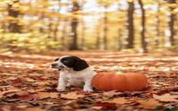 Cocker Spaniel dogs for sale: Cocker spaniel puppies  - Image 3