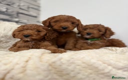 Cockapoo dogs for sale: STUNNING F1 FOX RED COCKERPOO PUPPIES - Image 1