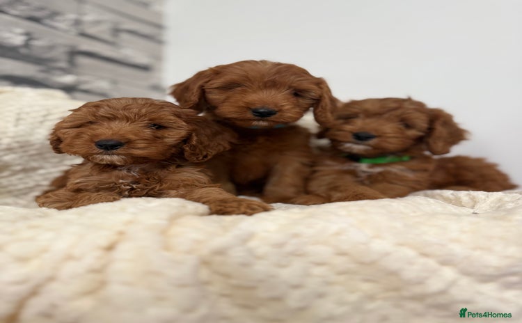 Cockapoo dogs - Advert 2