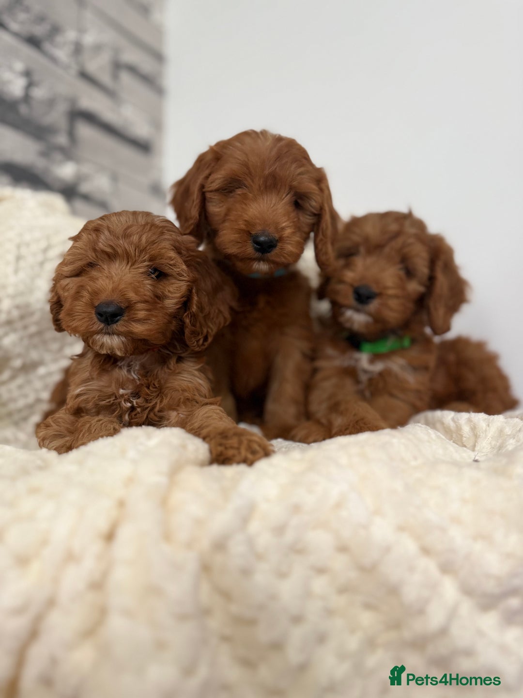 Cockapoo dogs for sale: STUNNING F1 FOX RED COCKERPOO PUPPIES - Image 1