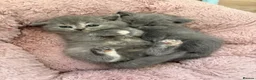 British Shorthair cats for sale: STUNNING BRITISH SHORTHAIR GIRLS REGISTERED - Advert 10