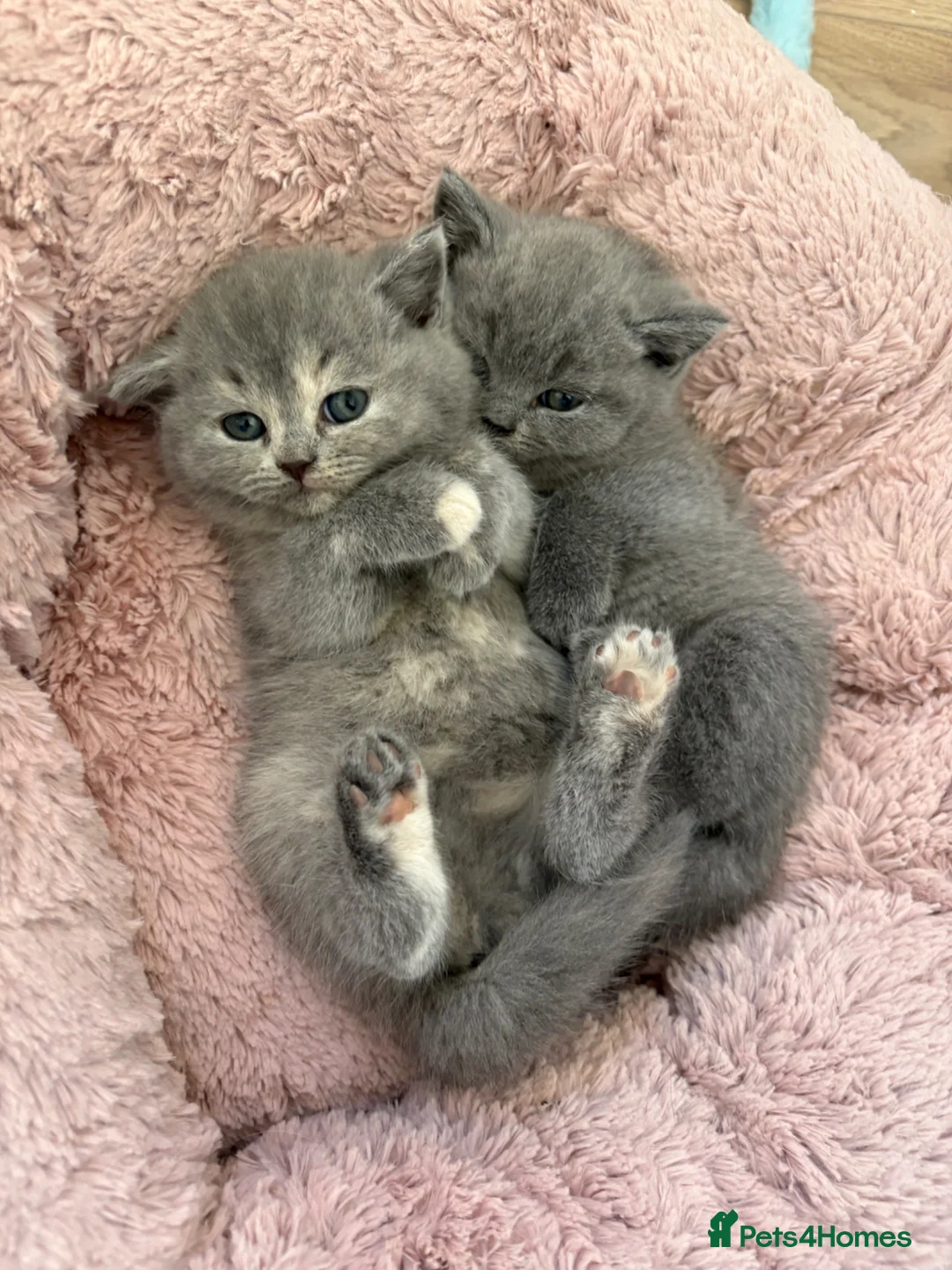British Shorthair cats for sale: STUNNING BRITISH SHORTHAIR GIRLS REGISTERED - Advert 10