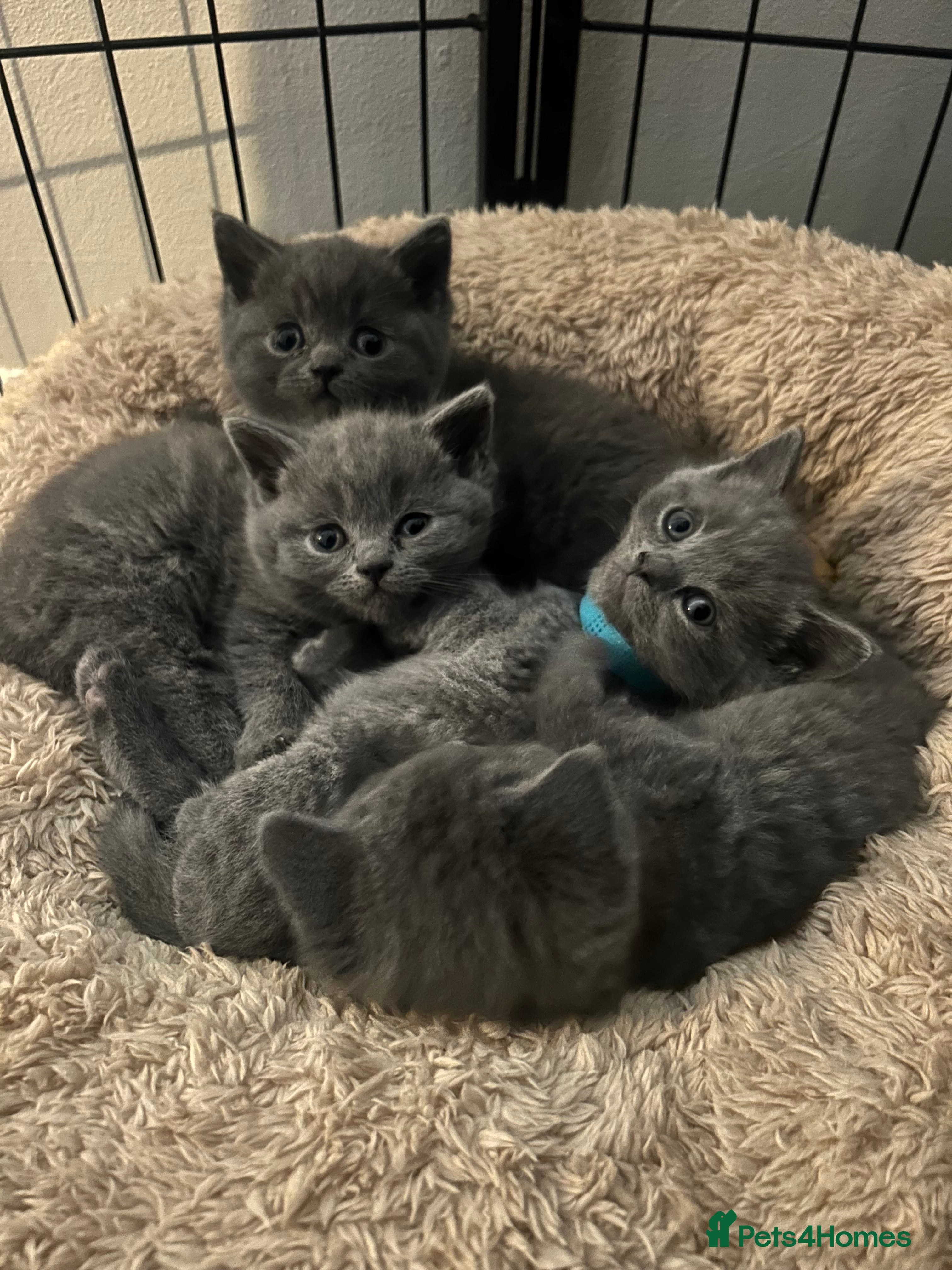 British Shorthair cats  British Shorthair Kittens – Ready Feb 2026 🐾 - Advert 6