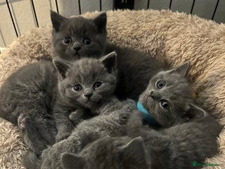 British Shorthair cats British Shorthair Kittens – Ready Feb 2026 🐾 - Advert 1