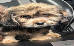 Mixed Breed dogs for sale: *REDUCED!!* READY TO GO NOW SHIH TZU X DACHSHUND  in Kidderminster - Image 3