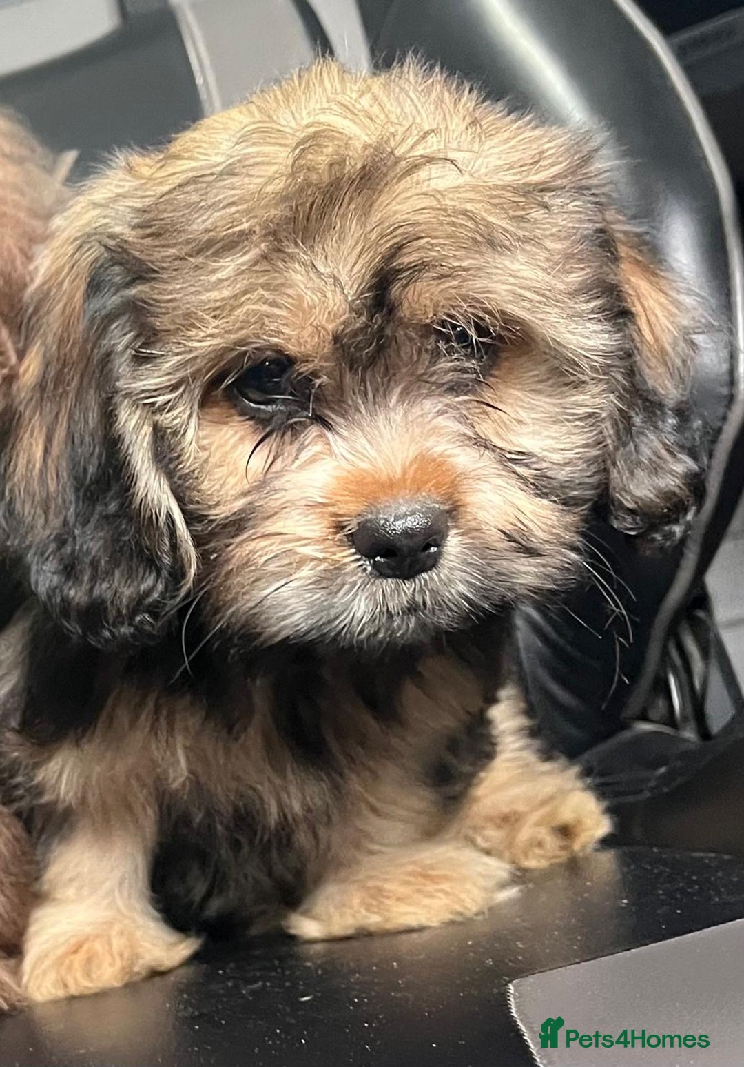 Mixed Breed dogs for sale: *REDUCED!!* READY TO GO NOW SHIH TZU X DACHSHUND  in Kidderminster - Image 3