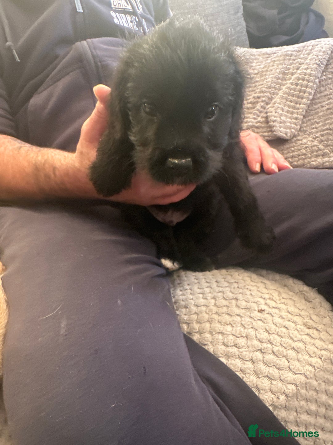 Mixed Breed dogs for sale: 7 beautiful puppies for sale  - Advert 3