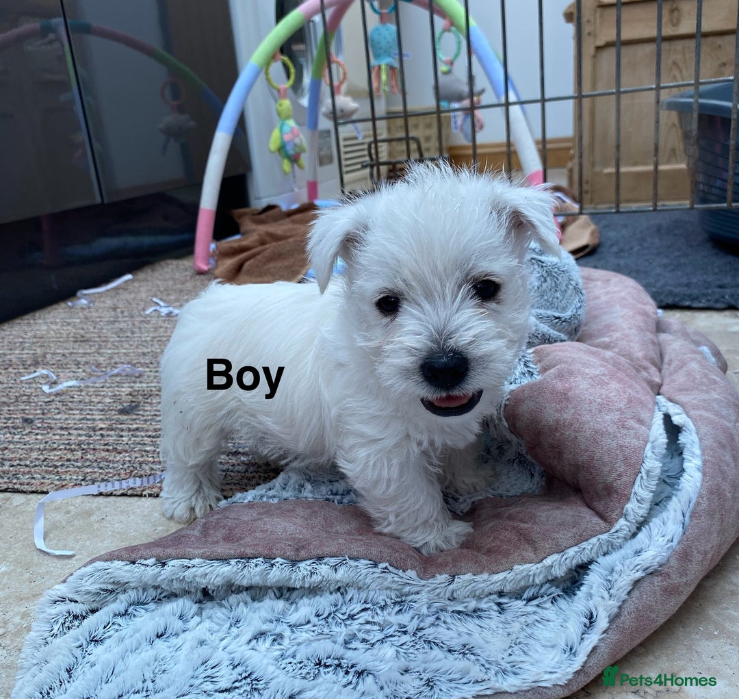 West Highland Terrier dogs for sale: 1 WESTiE BOY AVAILABLE!! - Image 15