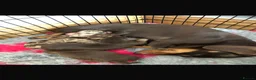 Miniature Dachshund dogs for sale: Gorgeous smooth coat mini dachshund puppies  - Advert 7