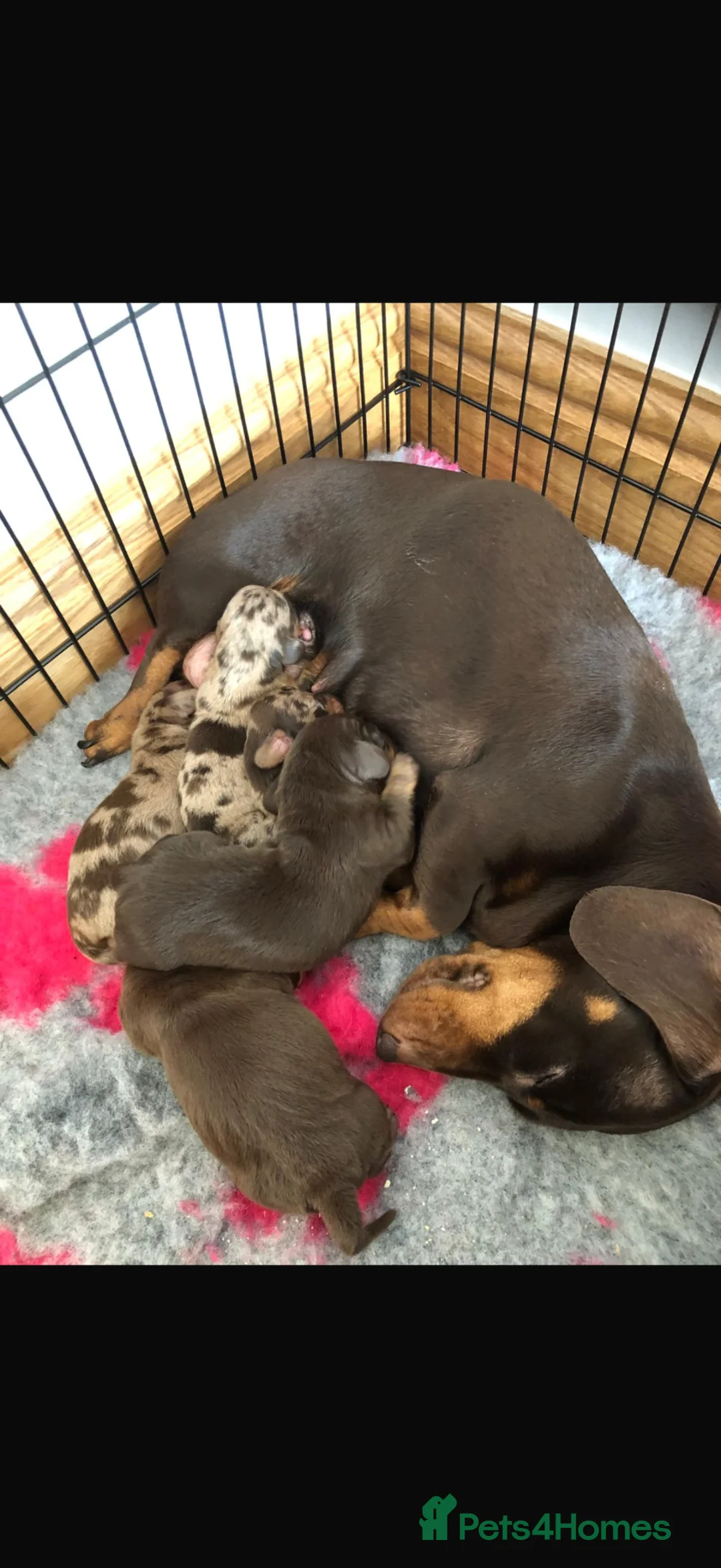 Miniature Dachshund dogs for sale: Gorgeous smooth coat mini dachshund puppies  - Advert 7