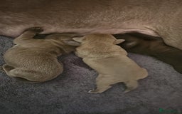 Mastiff dogs for sale: Mastiff Hybrids  - Image 5