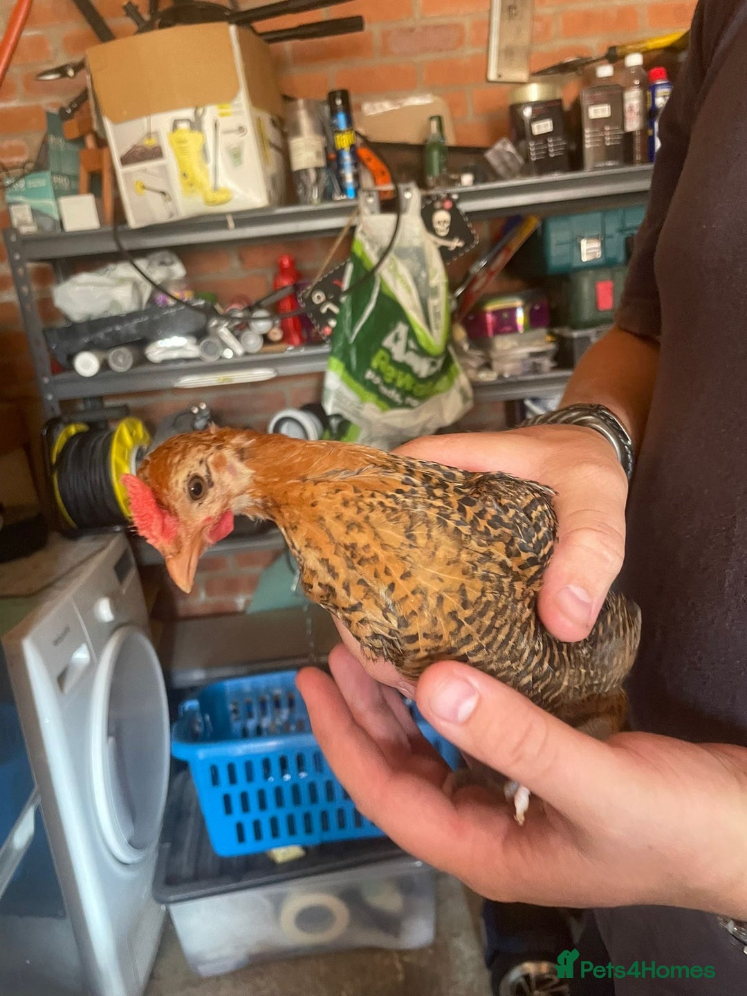 Chickens poultry for sale: Golden pencil Hamburgs - Image 3