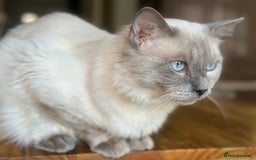 Ragdoll cats for stud: DNA TESTED🧬 Blue Point, Choc Carrier Ragdoll STUD in Newport - Image 1