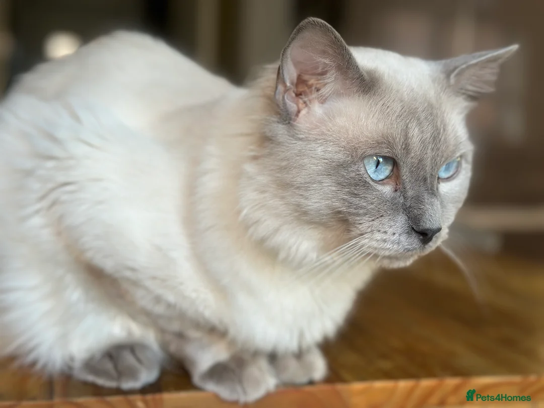 Ragdoll cats for stud: DNA TESTED🧬 Blue Point, Choc Carrier Ragdoll STUD - Advert 11