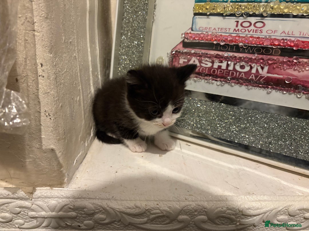 British Longhair cats for sale: british shorthair and longhair kittens for sale  - Advert 13