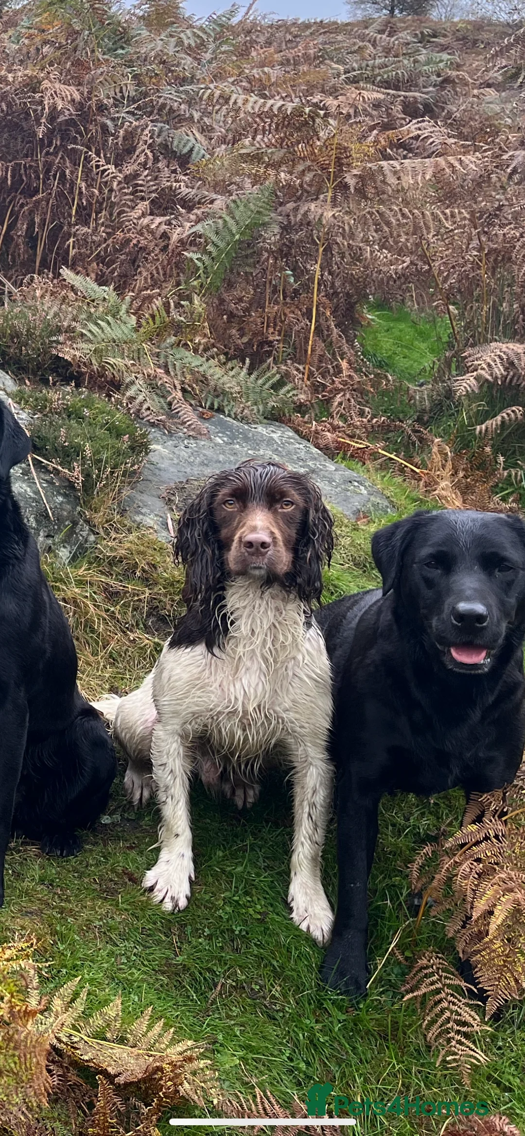 English Springer Spaniel dogs for stud: Health tested, proven working springer spaniel  in Northallerton - Advert 5