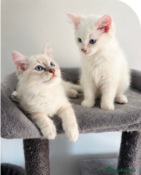 Ragdoll cats for sale: Ready to leave- 2 pedigree Ragdoll Boys - Advert 6