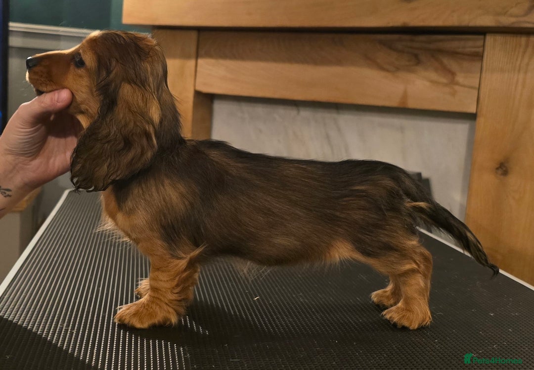 Miniature Dachshund dogs for sale: Miniature long haired dachshunds - Advert 6
