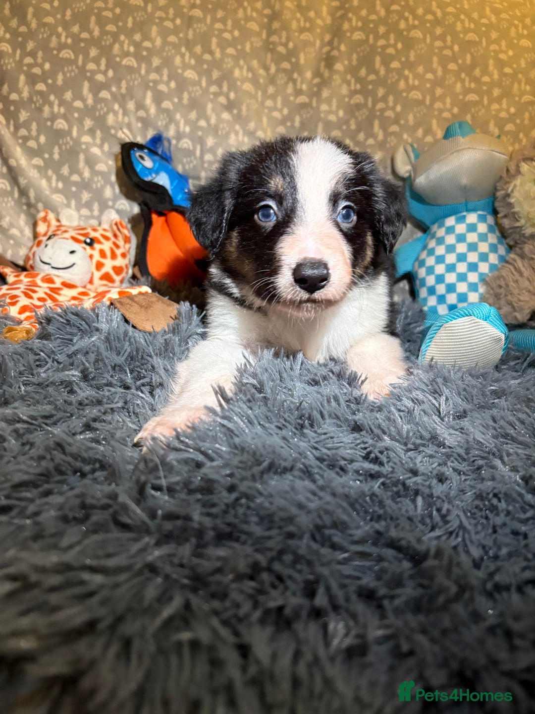 Border Collie dogs for sale: Border collie puppies for active homes  - Advert 11