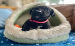 Springador dogs for sale: STUNNING SPRINGADOR PUPPIES  - Image 10
