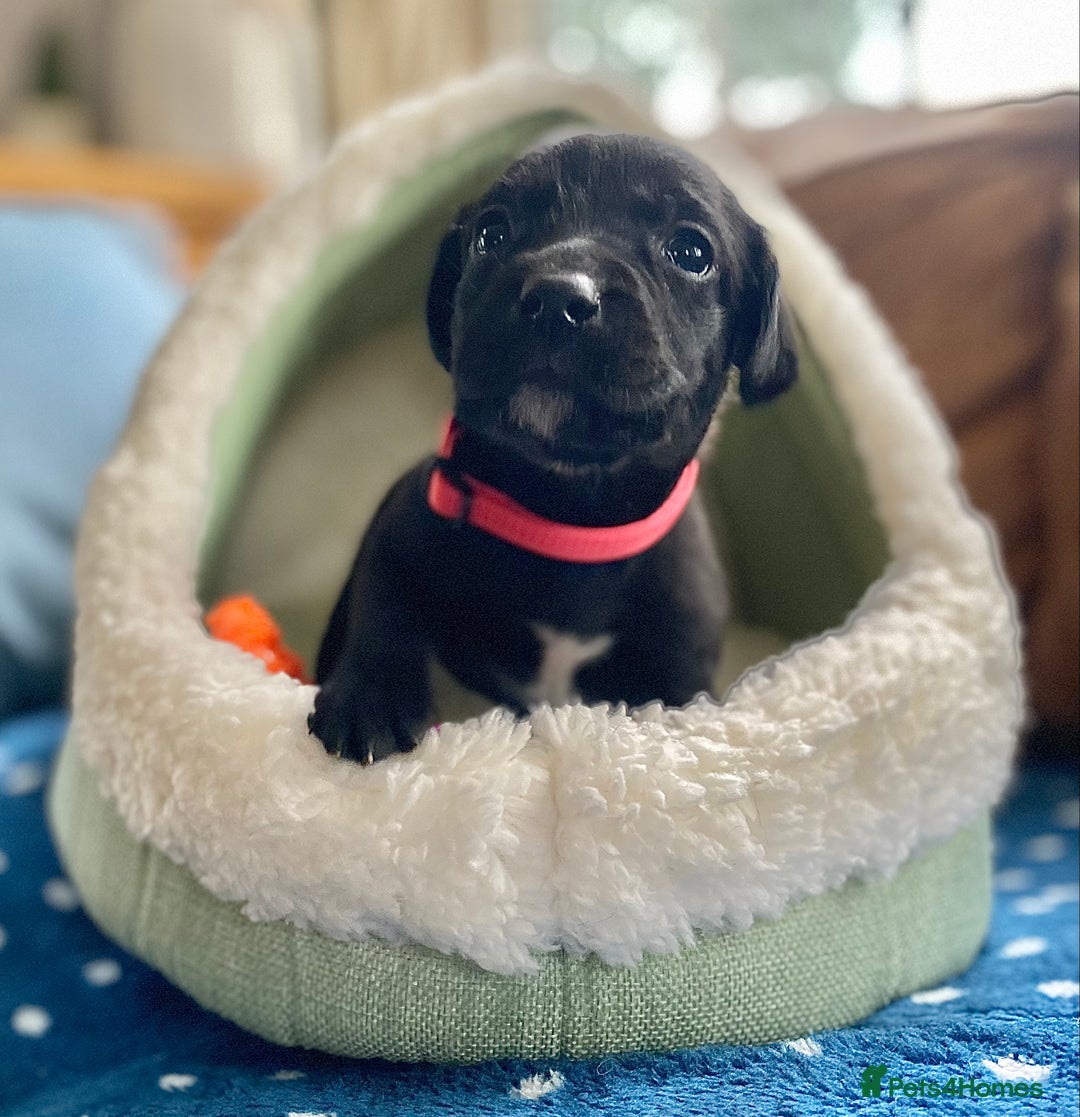 Springador dogs for sale: STUNNING SPRINGADOR PUPPIES  - Image 10
