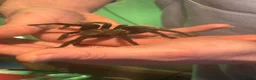 Tarantulas invertebrates for sale: Mexican Red Rump Tarantula-Female in Porth - Advert 1