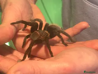 Tarantulas invertebrates Mexican Red Rump Tarantula-Female - Advert 10