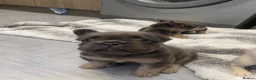 French Bulldog dogs for sale: Frenchbulldogs  in Bournemouth - Advert 6