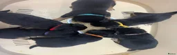 Mixed Breed dogs for sale: Border Collie x Kelpie Puppies in Caernarfon - Advert 7