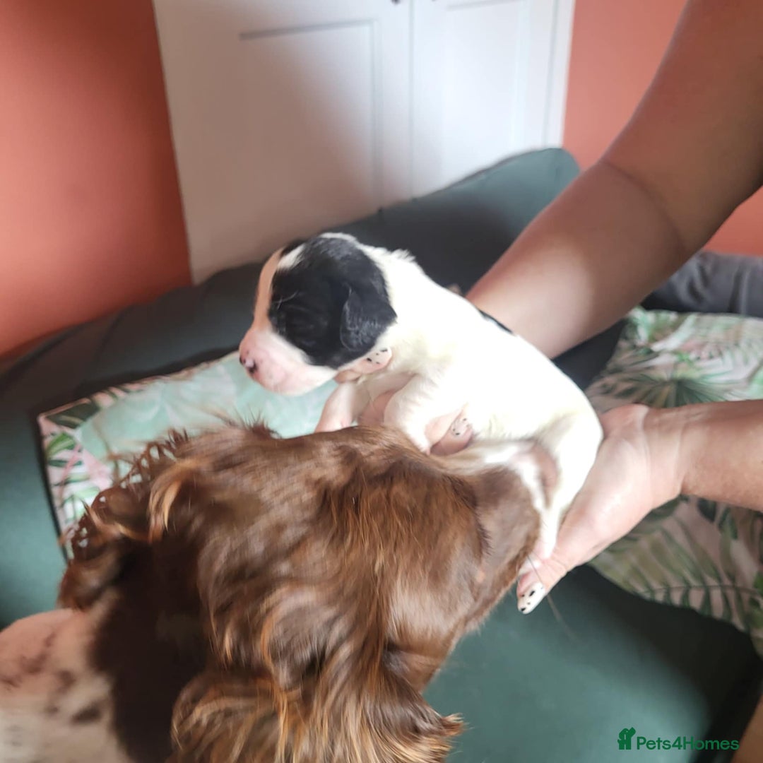 Sprocker dogs for sale: Adorable Chunky Sprocker Spaniel Pups - Image 18