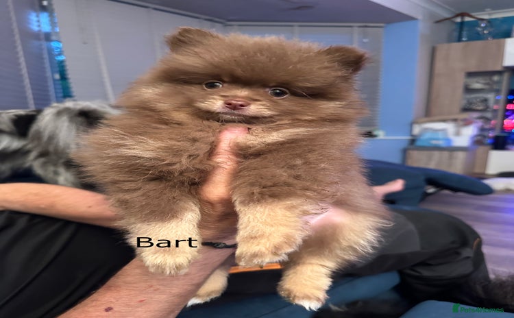 Pomeranian dogs - Advert 1