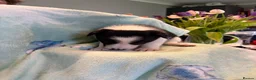 Border Collie dogs for sale: Boarder Collie puppies looking for active homes in Worcester - Advert 5