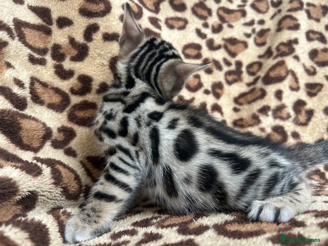 Bengal cats for sale: Beautiful Litter of Bengal Kittens - TICA Reg - Advert 24