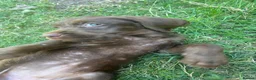 Mixed Breed dogs for sale: READY NOW  - Weimaraner x Vizsla - Advert 15
