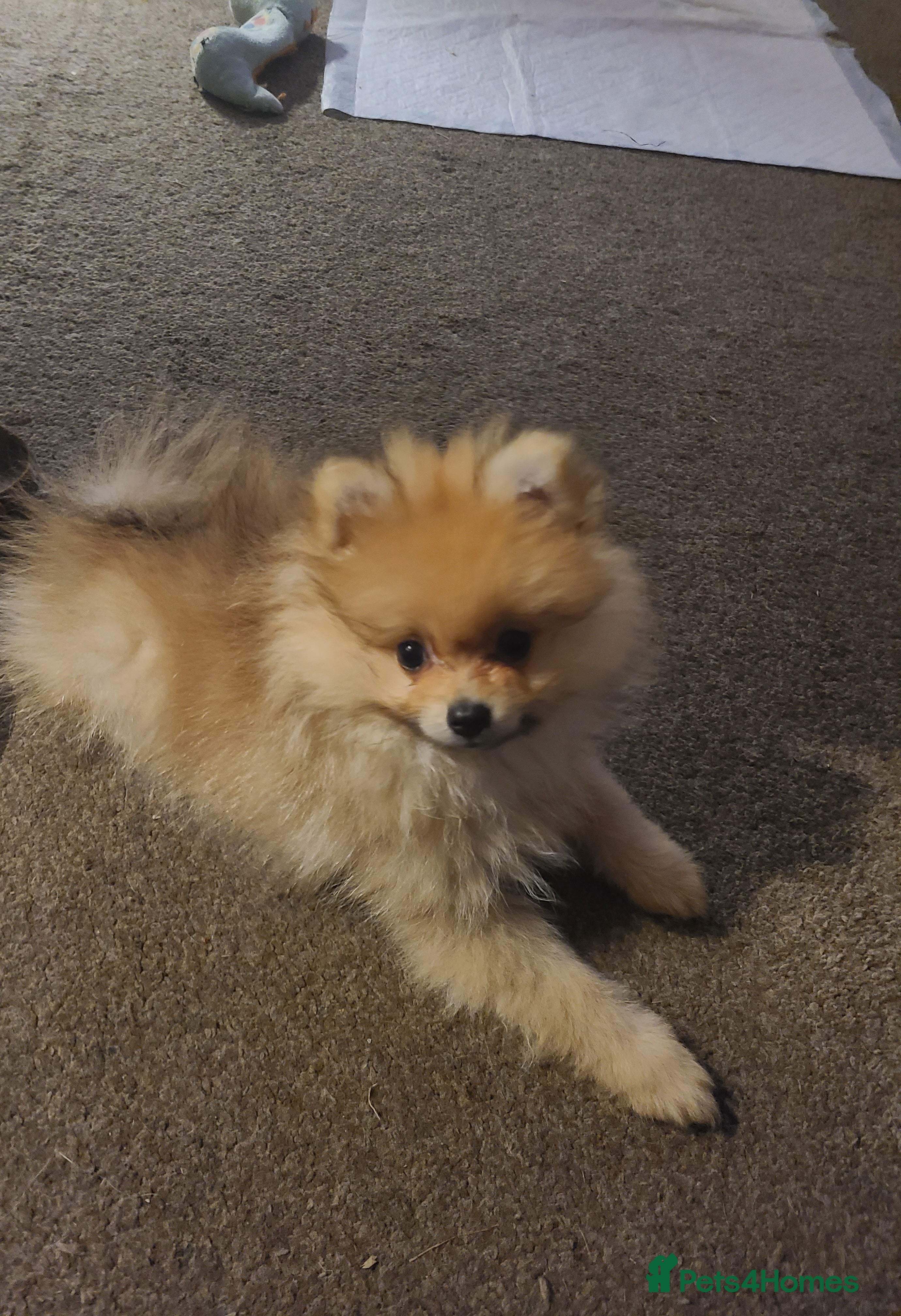 Pomeranian dogs Pomeranian puppies ready now 1 male left! - Advert 11