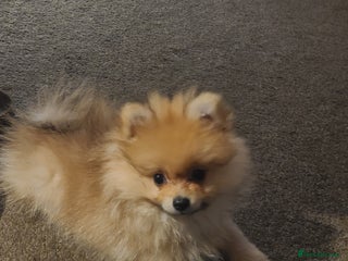 Pomeranian dogs Pomeranian puppies ready now 1 male left! - Advert 10
