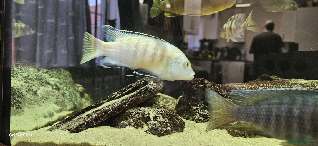 Other/Mixed Breed fish for sale: Assortment of fish  - Advert 8