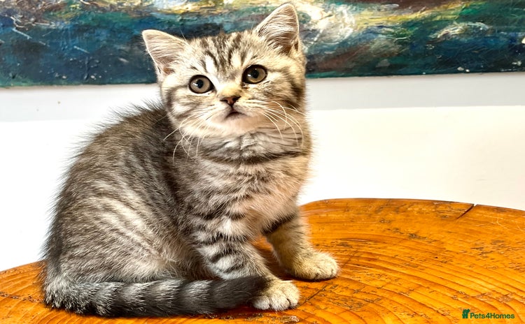 British Shorthair cats - Advert 2
